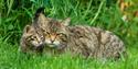British Wildlife Centre