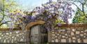 Wisteria in Kingsgate Street, Winchester