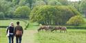 Windsor Great Park walkers with deer