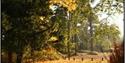 Image of Wendover Woods in Buckinghamshire