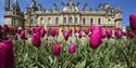 Tulips at Waddesdon Manor, Buckinghamshire