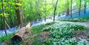 Groombridge Place - Enchanted Forest