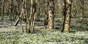 Field of Snowdrops