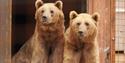 Two bears at Wildheart Animal Sanctuary, Sandown, Things to Do