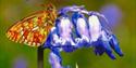 Butterfly on Bluebell at Arlington Bluebell Walk
