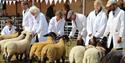 Livestock at the Royal Isle of Wight County Show  2023 - What's On, events