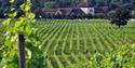 Denbies Vineyard
