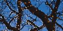Stock photograph of Christmas Lights around a tree