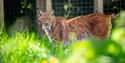 Hogshaw Farm & Wildlife Park