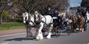 Horse Drawn Occasions