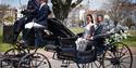 Horse Drawn Occasions