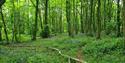 A sea of bluebells in a wooded area of Stanmer Park.