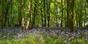 A sea of bluebells in a wooded area of Stanmer Park.