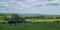 Cows grazing in the foreground with the beautiful rolling landscape of Stanmer Park in the distance behind them.