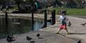 photograph of small boy in park chasing pigeons by a pond