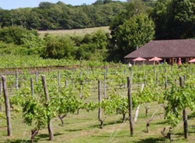 Elham Valley Vineyard