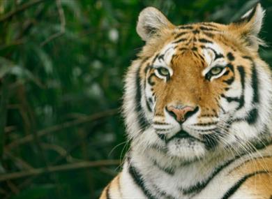 Tiger at Wildheart Animal Sanctuary, Attraction, Sandown, Isle of Wight