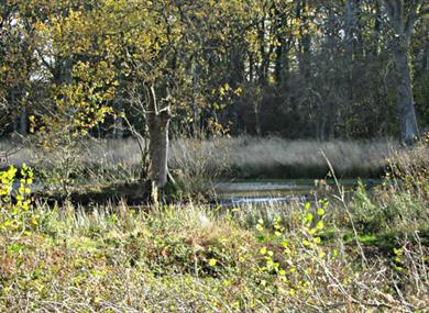 Bookham Pond