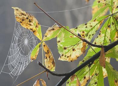 Hidden woodlands at Harewoods and Sandhills