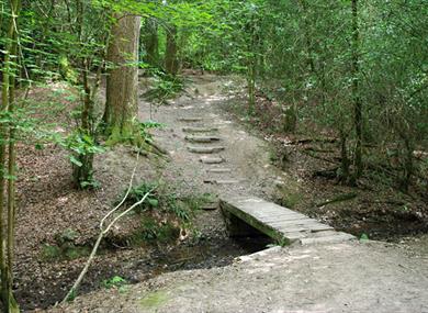 Leechpool Woods