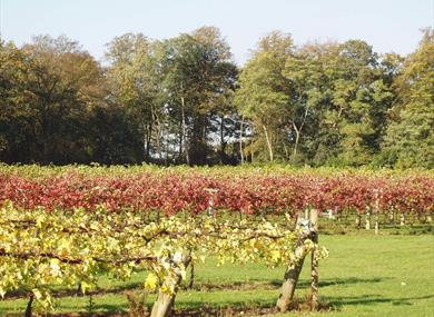 Brightwell Vineyard