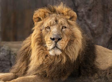 Hertfordshire Zoo