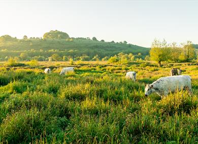 St Catherine's Hill Nature Reserve