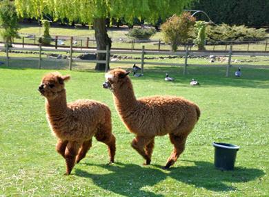 Alpacas