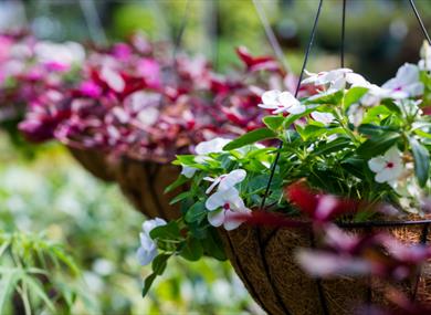 Bampton Garden Plants