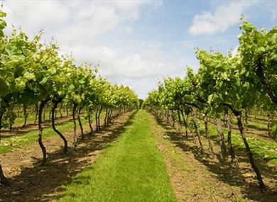 Biddenden Vineyards Ltd