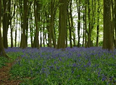 Bluebells at Foxholes Nature Reserve