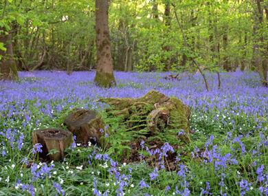 Arlington Bluebell Walk