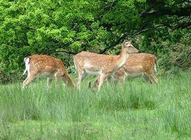 Bolderwood Deer Sanctuary