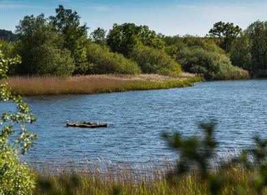 Frensham Great Pond in Surrey