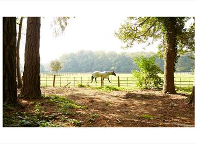 Checkendon Equestrian Centre