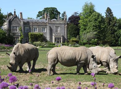 Cotswold Wildlife Park rhinos