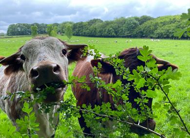 South of England Rare Breeds Centre