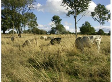 Epsom Common