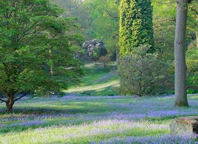 High Beeches Woodland and Water Garden