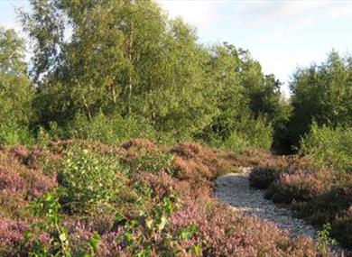 Snelsmore Common Country Park, Berkshire