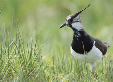 RSPB Pulborough Brooks