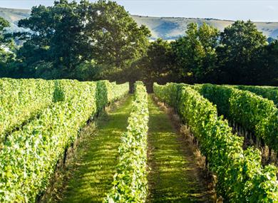 Ridgeview Chardonnay vines