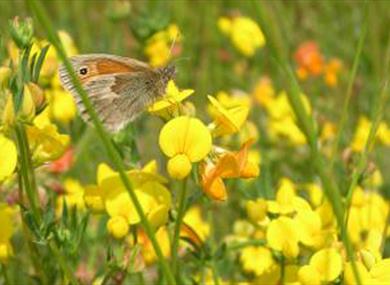 South Swale Nature Reserve