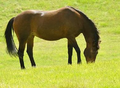 The Horse Trust