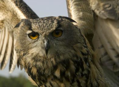 Haven Falconry