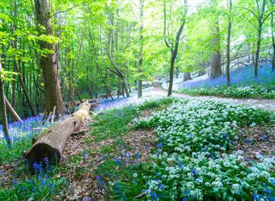 Groombridge Place - Enchanted Forest