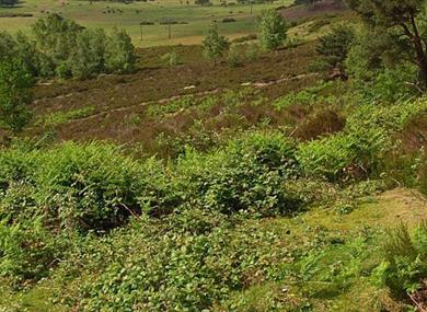 Flora Thompson Circular Walk