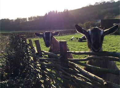 Butser Ancient Farm