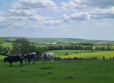 Cows grazing in the foreground with the beautiful rolling landscape of Stanmer Park in the distance behind them.