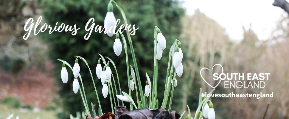Spectacular South East Snowdrops - a sign that spring is on the way! Discover 10 places to enjoy the beautiful snowdrops this winter.